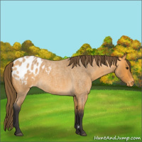 Horse Color:Buckskin Roan Blanket 