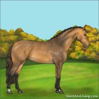 Horse Color:Buckskin 