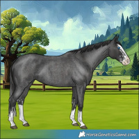 Horse Color:Smoky Blue Roan Sabino Splash and Blue Roan Sabino Splash
