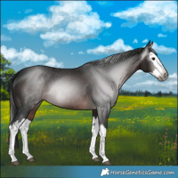 Horse Color:Gray Brown Splash