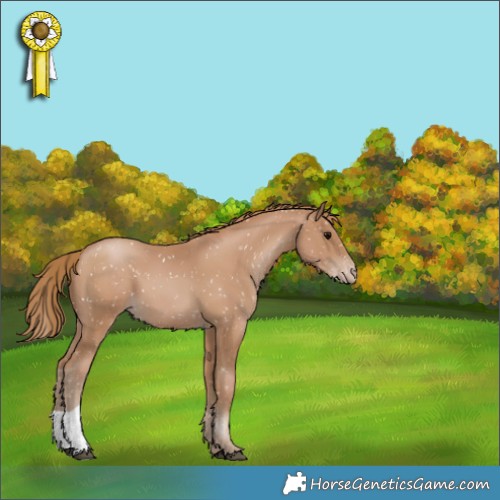 Horse Color:Black Pearl Appaloosa 