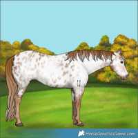 Horse Color:Gray Chestnut Appaloosa 