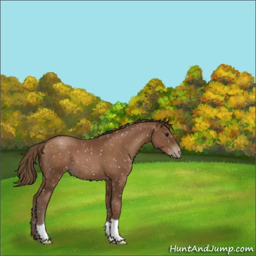 Horse Color:Gray Black Pearl Appaloosa 