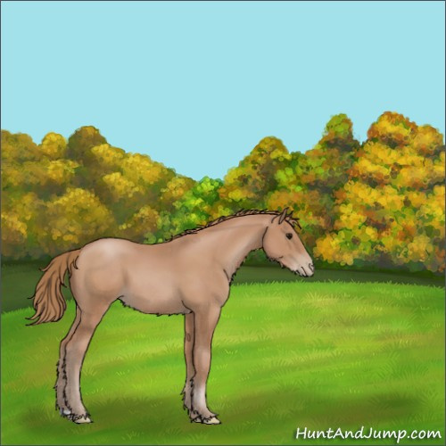 Horse Color:Black Pearl 