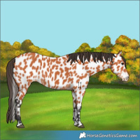 Horse Color:Bay Appaloosa 