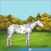 Horse Color:Brown Appaloosa 