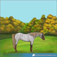 Horse Color:Liver Red Roan 