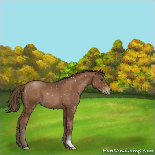 Horse Color:Gray Black Pearl Appaloosa 