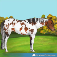 Horse Color:White Spotted Brown Appaloosa 