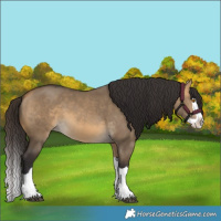 Horse Color:Buckskin Dun Splash