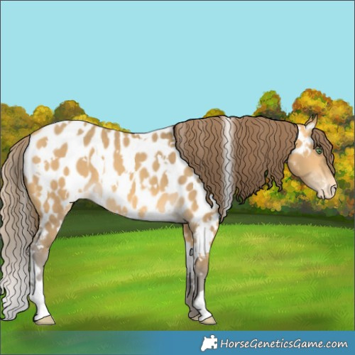 Horse Color:White Spotted Sable Cream Champagne Appaloosa 