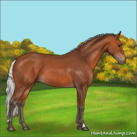 Horse Color:Silver Bay 
