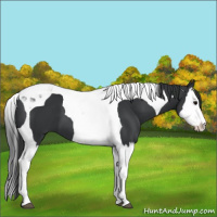 Horse Color:Black Splash Tobiano 