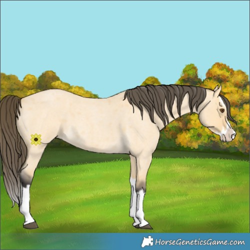 Horse Color:Buckskin Roan Dun Splash