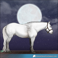 Horse Color:Gray White Spotted Silver Brown 