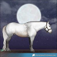 Horse Color:Gray White Spotted Silver Brown 
