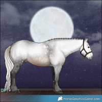 Horse Color:Gray White Spotted Silver Brown