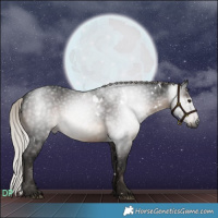 Horse Color:Gray White Spotted Silver Brown 