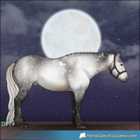 Horse Color:Gray White Spotted Silver Brown