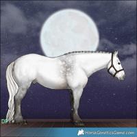 Horse Color:Gray White Spotted Silver Brown 
