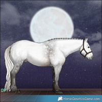 Horse Color:Gray White Spotted Silver Brown 