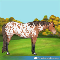 Horse Color:Bay Appaloosa 