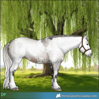 Horse Color:Gray White Spotted Silver Brown Dun