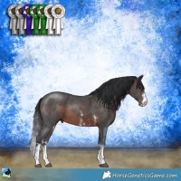 Horse Color:Brown Sabino