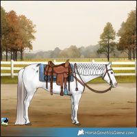 Horse Color:Bay Sabino Appaloosa 