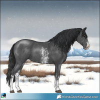 Horse Color:Black Sabino 