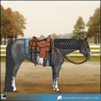 Horse Color:Black Sabino