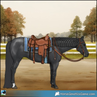 Horse Color:Black Sabino 