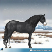 Horse Color:Black Sabino 