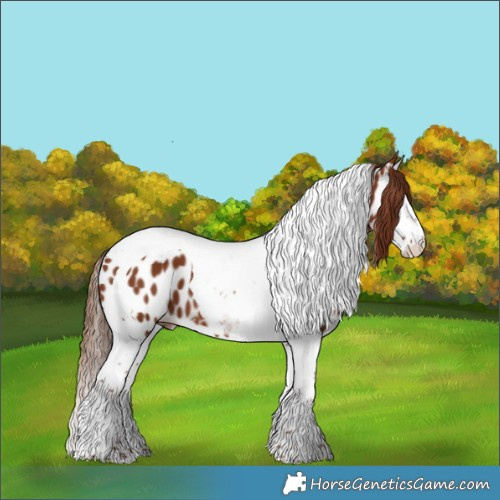 Horse Color:Chestnut Splash Tobiano Appaloosa 