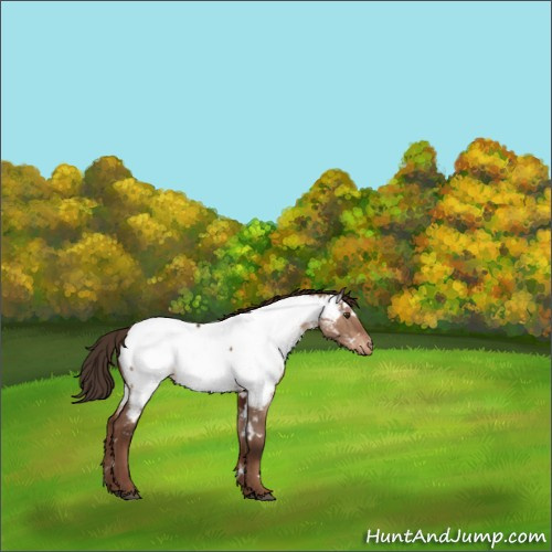 Horse Color:White Spotted Liver Red Dun Appaloosa 