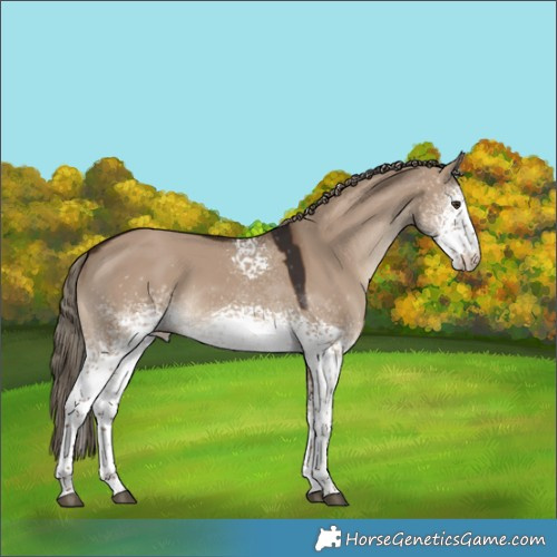 Horse Color:White Spotted Liver Red Dun 