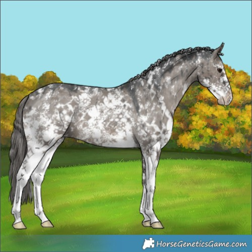 Horse Color:Grullo Mushroom Sabino Appaloosa Brindle 