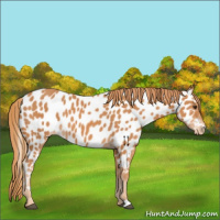 Horse Color:Chestnut Appaloosa 