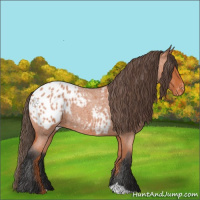 Horse Color:Bay Roan Appaloosa 