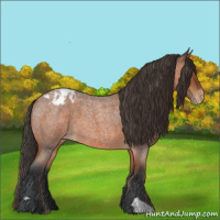 Horse Color:Bay Roan Appaloosa