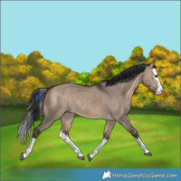 Horse Color:Bay Dun Splash 
