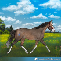 Horse Color:Bay Dun Splash