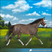 Horse Color:Bay Dun Splash 