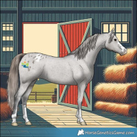 Horse Color:Grullo Appaloosa 
