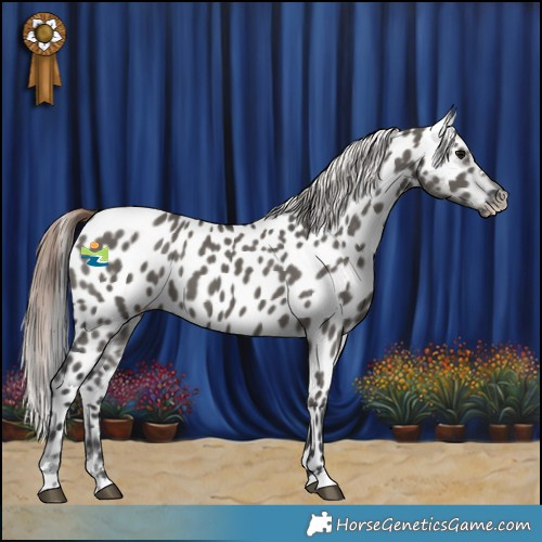 Horse Color:Grullo Appaloosa 