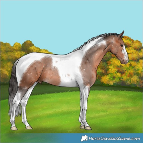 Horse Color:Bay Tobiano 