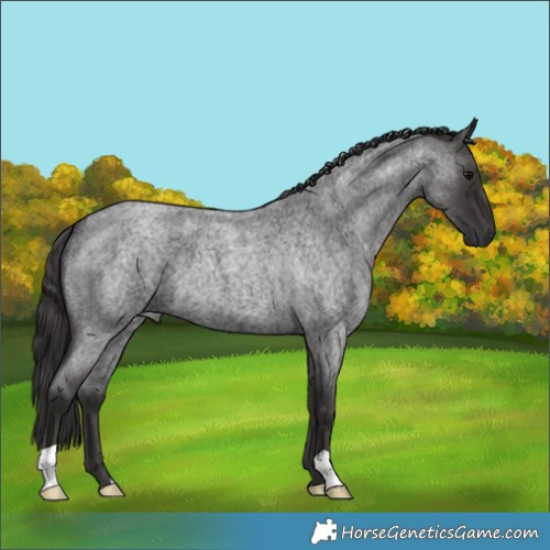 Horse Color:Smoky Blue Roan 