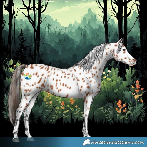 Horse Color:Bay Appaloosa 