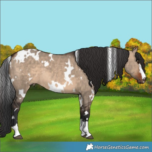 Horse Color:White Spotted Brown Dun 