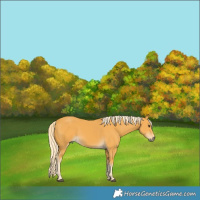 Horse Color:Palomino 